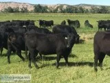 Black and Red Angus Open Heifers and Bred Cows