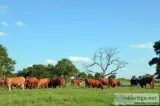 Beefmaster Heifers
