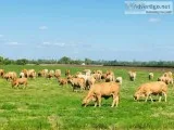 Charbray Cattle and other Crossbreds