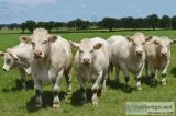 Bred Charolais Heifers Pairs and Open Heifers