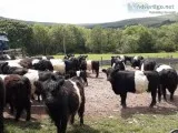 Belted Galloways and Highland Cattle Available