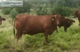 Registered Santa Gertrudis Cattle
