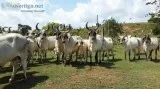 Calving Ease Guzerat Heifers