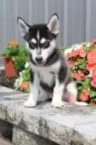 Nate Male Mini Pomsky