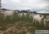 Ancient White Park heifers