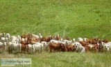Grey and Red Brahman Heifers Open and Bred as well as Pairs
