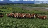 Bred and Open Hereford Heifers and pairs