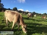 Brown Swiss Bred Open Heifers and Calves