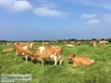 Guernsey Calves Open Heifers and Bred Cows