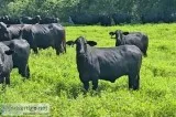 Red and Black Brangus heifers
