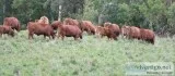 Gelbvieh Cattle