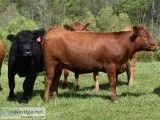 Open and Bred Balancer heifers