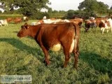 Open and Bred Milking Shorthorn Heifers