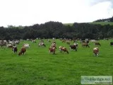 Pregnant Ayrshire Fresh Cows and Open Heifers