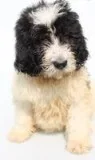 Carver Male Newfypoo