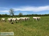Open and Bred Piedmontese Females