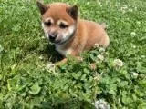 Kisha Female AKC Shiba Inu