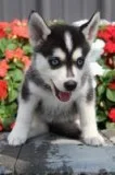 Nicole Female Mini Pomsky