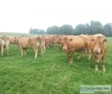 Limousin Open and Bred Cows