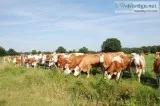 Bred Simmental and Open Heifers
