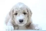 Michelle Female F1b Goldendoodle
