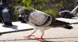Edmonton Pest Control  Pestforce.ca