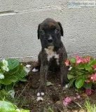 Charity Female Boxer