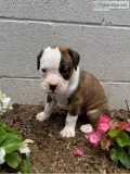 Micah Male Boxer