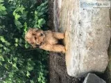 Buster Male Cavapoo
