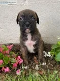 Jennifer Female Boxer