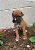 Denver Male Boxer