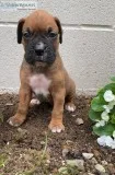 Omar Male Boxer