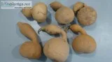 Over 90 Craft Gourds 45