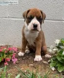 Kelsey Female Boxer