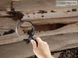 Termite inspection