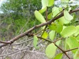 Información sobre plantas