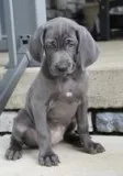 Athena Female AKC Weimaraner