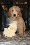 Allen Male F1b Goldendoodle