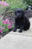 Betty Female Rottiepoo