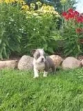 Callie Female AKC Boston Terrier