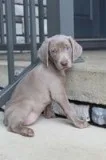 Venus Female AKC Weimaraner