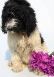 Rosie Female Newfypoo