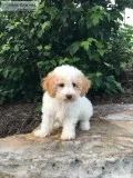 Ricky Male Mini Poodle