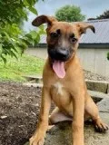 Penny Female German Shepard Boxer Mix