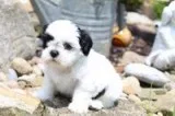 Biscut Male Shih Tzu