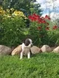Liam Male AKC Boston Terrier