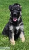 Raven Female AKC German Shepherd
