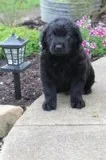 Bart Male Rottiepoo