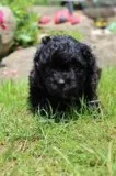 Adam Male Shih Tzu