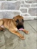 Lady Female German Shepard Boxer Mix